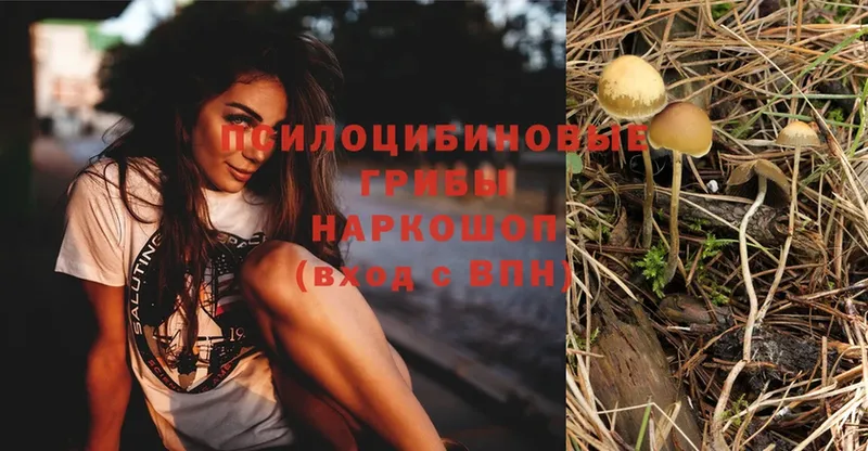 купить   Суоярви  Псилоцибиновые грибы MAGIC MUSHROOMS 